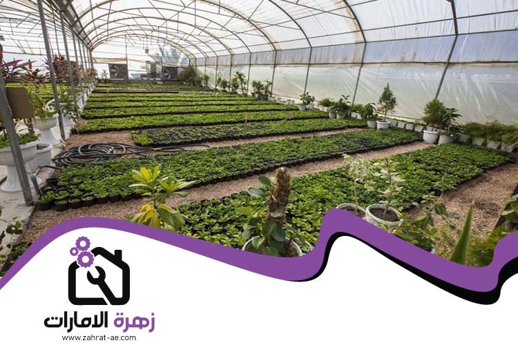تركيب عشب في أم القيوين