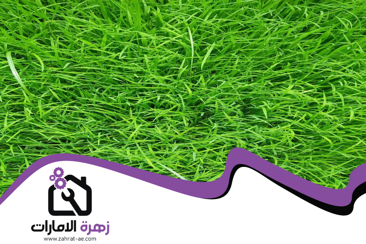 تركيب عشب طبيعي