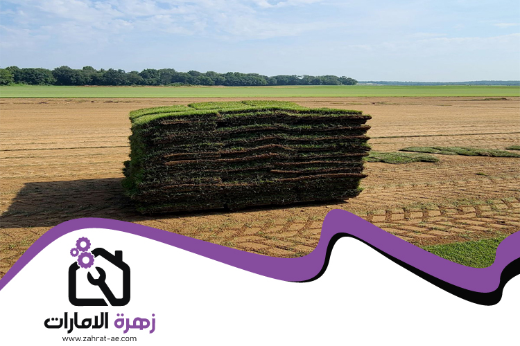 تركيب عشب طبيعي في العين 5 تركيب عشب طبيعي في العين