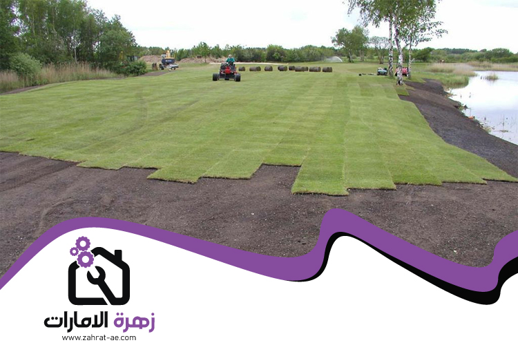 تركيب عشب طبيعي في العين 4 تركيب عشب طبيعي في العين