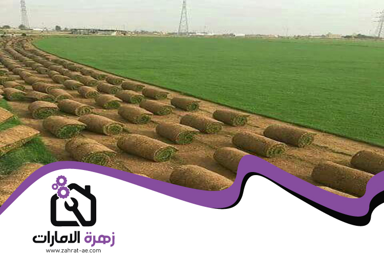 تركيب عشب طبيعي في ابوظبي 4 تركيب عشب طبيعي في ابوظبي